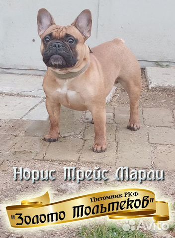 Кавалер для вязки