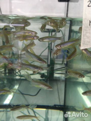 Аквариумные рыбки Danio Rerio