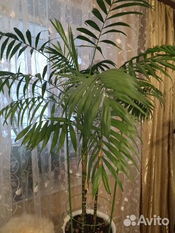 Хамедория Зейфрица