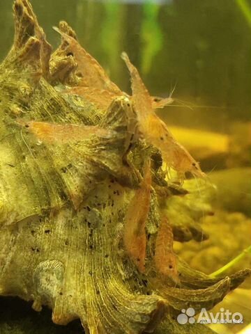 Аквариумные креветки