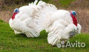 Мясо домашней индейки