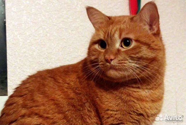 Рыжий британский кот