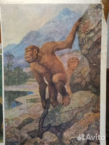 Плакат по биологии