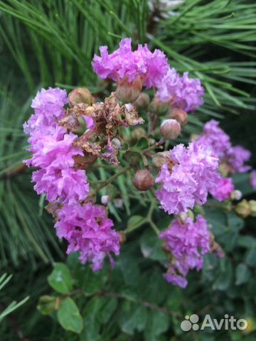 Лагерстремия, или Индийская сирень