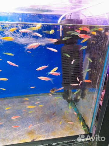 Петушки, креветки, улитки, неоны и гуппи