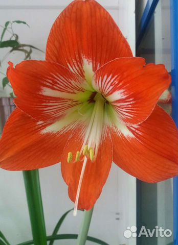 Хлорофитум, Гиппеаструм лилия