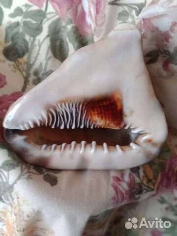 Ракушка морская большая