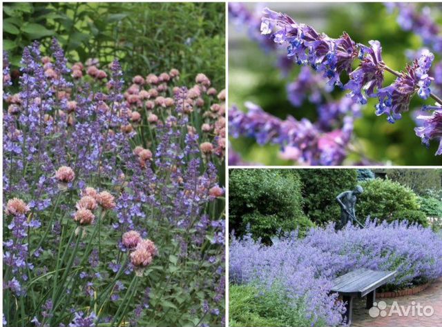 Многолетние цветы