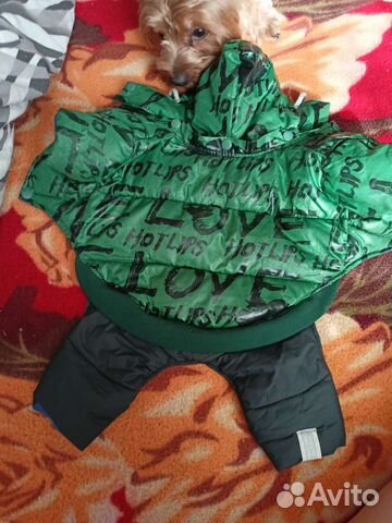 Одежда для собак