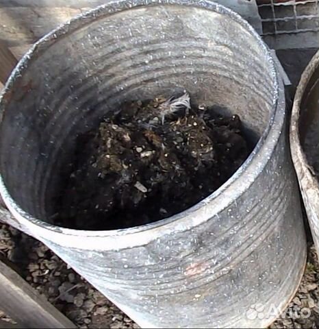 Куриный помет