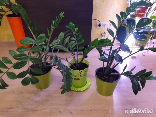 Замиокулькас