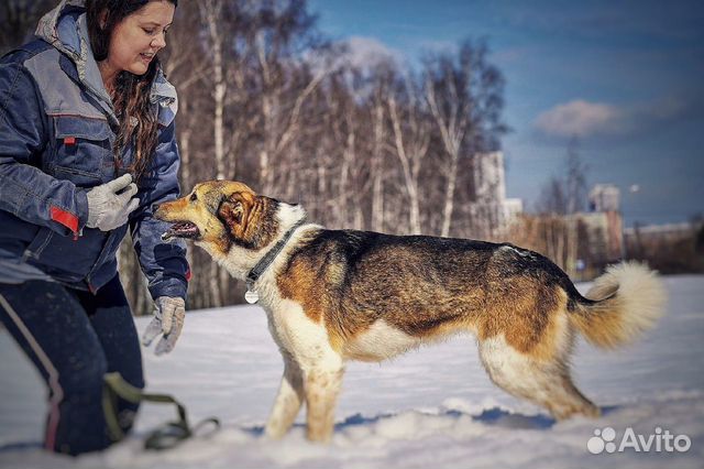 Собака в добрые руки