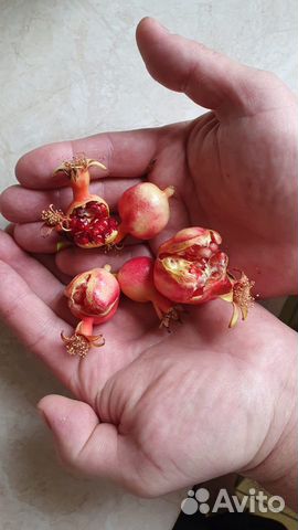 Гранат комнатный Нана