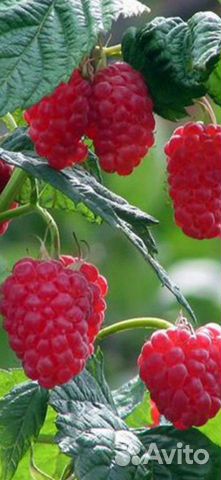 Ремонтантная малина