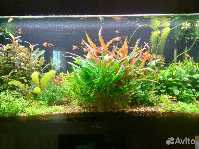 Продам аквариумные растения из своего аквариума