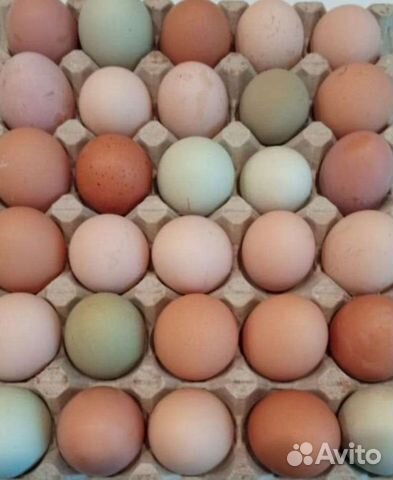 Яйца на инкубацию. Аюта