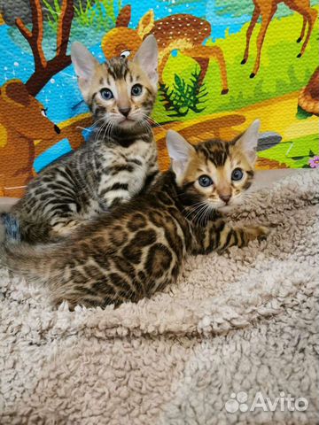 Бенгальские котята