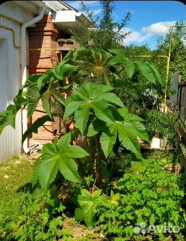 Клещевина в ландшафтном дизайне дачного участка