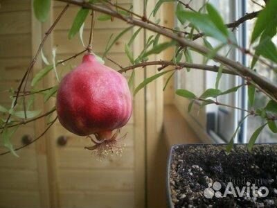 Гранат комнатный Гранат комнатный