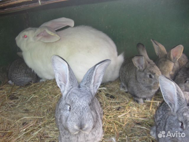 Купить кроликов в орле. Кролики Ризен и Фландр отличие. Кролики великаны на авито. Авито кролики. Ризен Фландр кролики вес по месяцам.