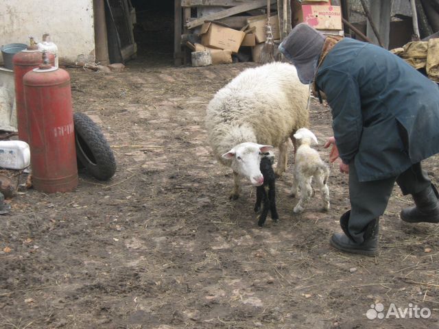 Овцы с ягнятами и бараны на племя и на мясо купить на Зозу.ру - фотография № 2