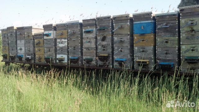 Пчёлы, местная порода, сушь купить на Зозу.ру - фотография № 3