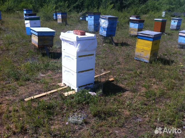 Продам пчелосемьи (пчел) купить на Зозу.ру - фотография № 1