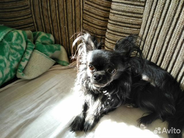 Щенки собак в северодвинске. Шпиц купить северодвинск. Авито северодвинск животные собаки. Северодвинск питомец собак. Авито северодвинск собаки.