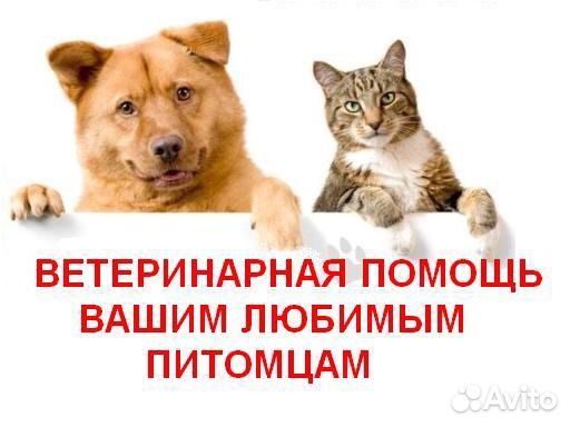 Ветеринарный врач (круглосуточно)