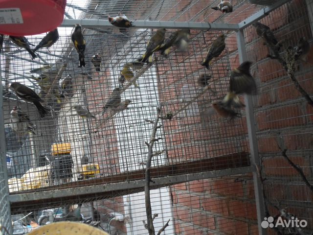 Певчие Птицы купить на Зозу.ру - фотография № 2