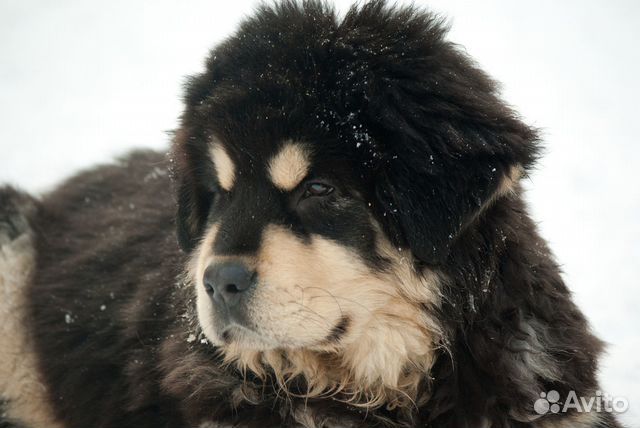 Продается щенок тибетского мастифа купить на Зозу.ру - фотография № 3