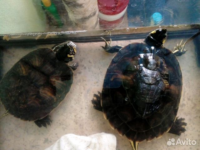 Продам аквариум с черепахами купить на Зозу.ру - фотография № 2
