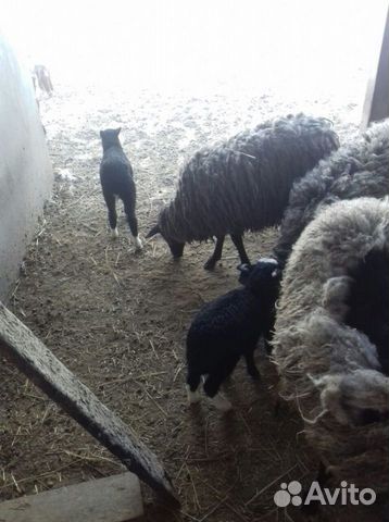 Продажа овец, баранов и ягнят для разведения купить на Зозу.ру - фотография № 8