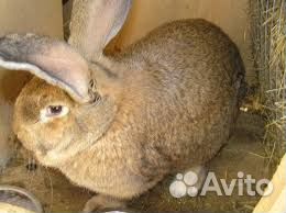 Кролики породы Фландр и Калифорнийские чистопородн купить на Зозу.ру - фотография № 2