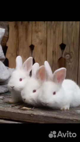 Кролики Французский Баран, нзб купить на Зозу.ру - фотография № 1