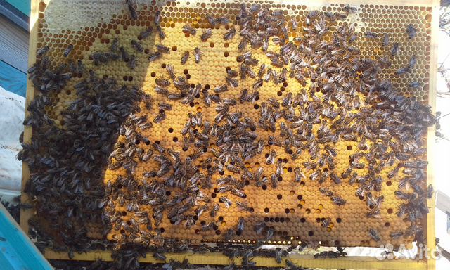 Пчелосемьи или пчелопакеты купить на Зозу.ру - фотография № 3
