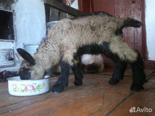 Продам дойных коз и козлят купить на Зозу.ру - фотография № 7