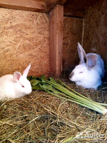 Кролики Калифорнийской породы и Белый великан купить на Зозу.ру - фотография № 2