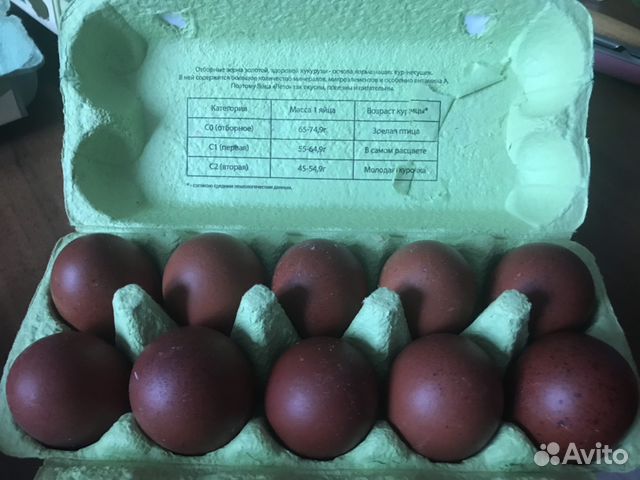 Инкубационное яйцо и цыплята 3-х пород купить на Зозу.ру - фотография № 1