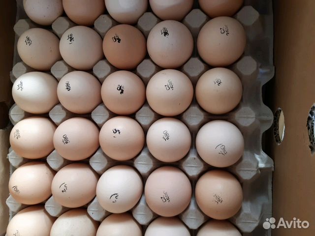 Купить яйцо хайбрид. Импортное инкубационное яйцо цветногобройл в Старом Осколе.