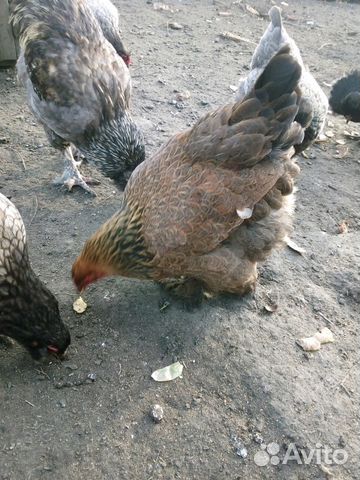 Утята,цыплята разные, родители,гусята купить на Зозу.ру - фотография № 1