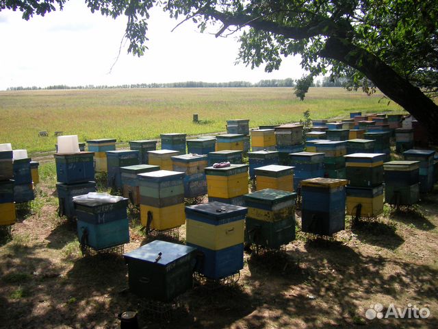 Продам пчелопакеты в количестве 150 штук купить на Зозу.ру - фотография № 1
