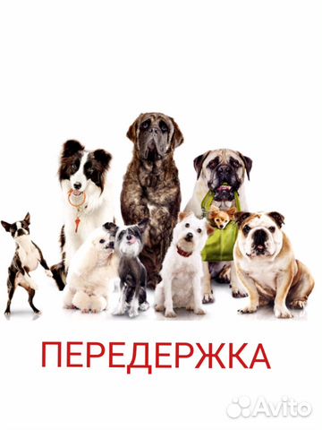 Передержка собак Передержка собак