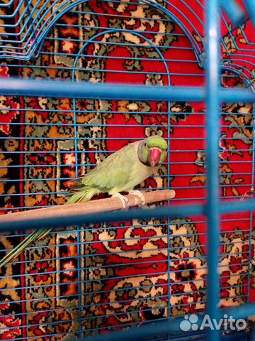 Ожереловый попугай купить на Зозу.ру - фотография № 3