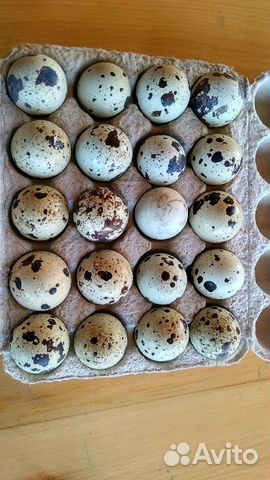 Инкубационное яйцо перепелов пароды Техасцев белых купить на Зозу.ру - фотография № 1