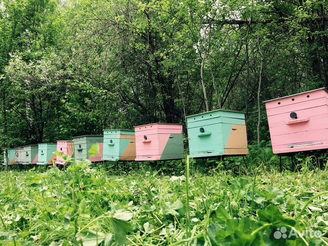 Пчелы организация пасеки купить на Зозу.ру - фотография № 2