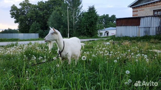 Заанинская коза купить на Зозу.ру - фотография № 3