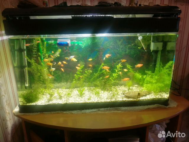 Продам аквариум на 150 литров с рыбками и растения