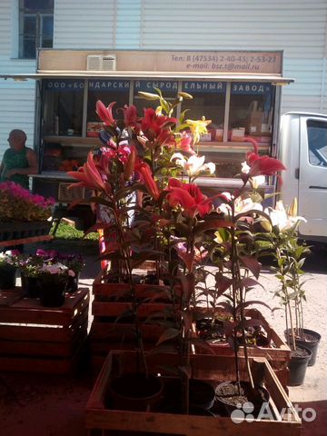 Продаются цветы Лилии. от Гибрид