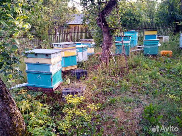 Пчелиная пасека купить на Зозу.ру - фотография № 2